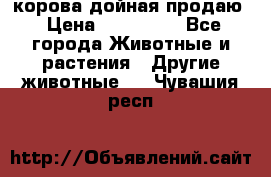 корова дойная продаю › Цена ­ 100 000 - Все города Животные и растения » Другие животные   . Чувашия респ.